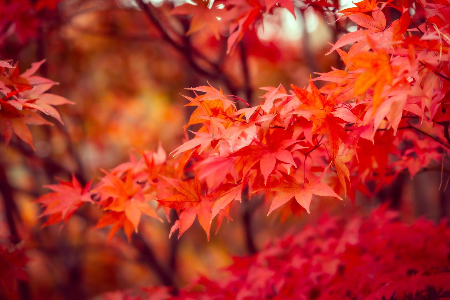 schöne rote Ahornblätter im Herbst foto