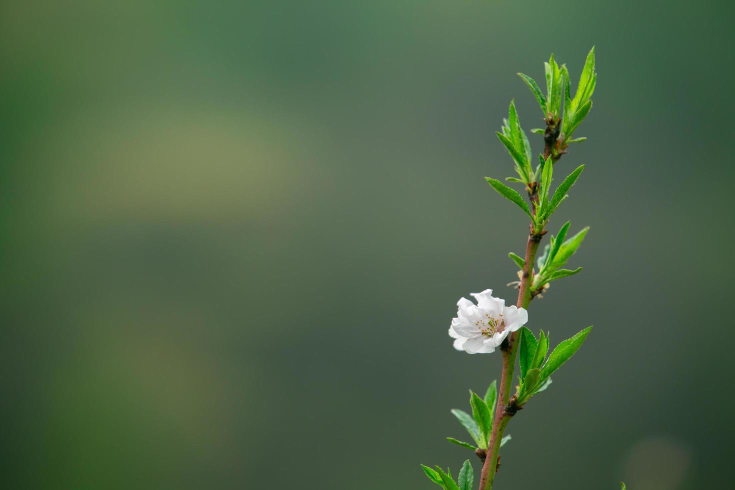 die weißen Blüten im Frühlingston. schöne Blumen in der Natur foto