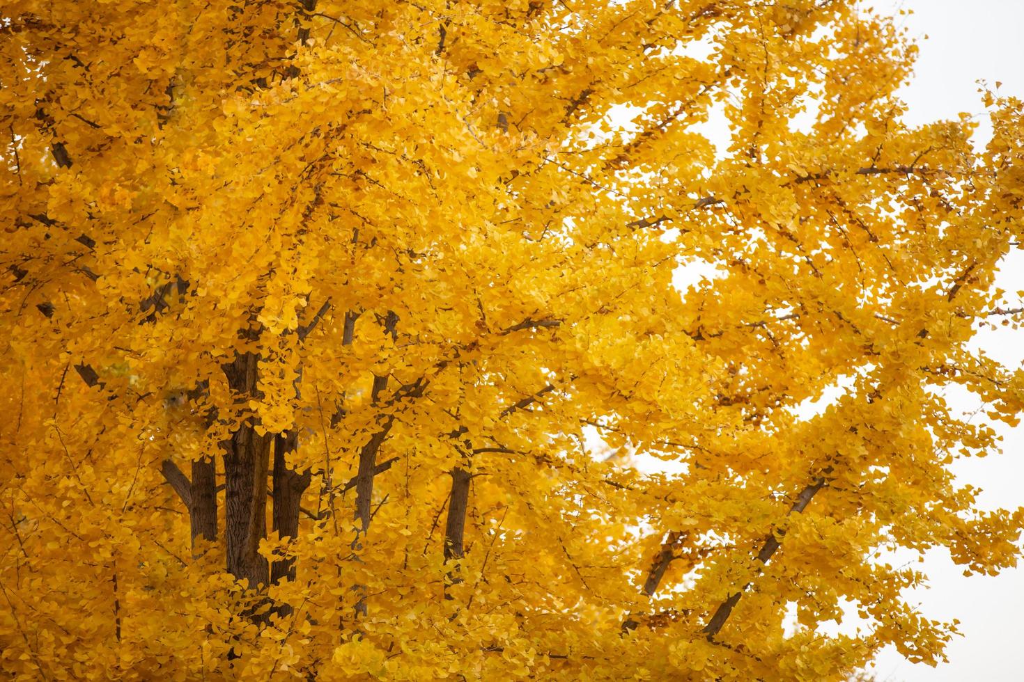 gelbe Ginkgoblätter glitzern im Herbst foto