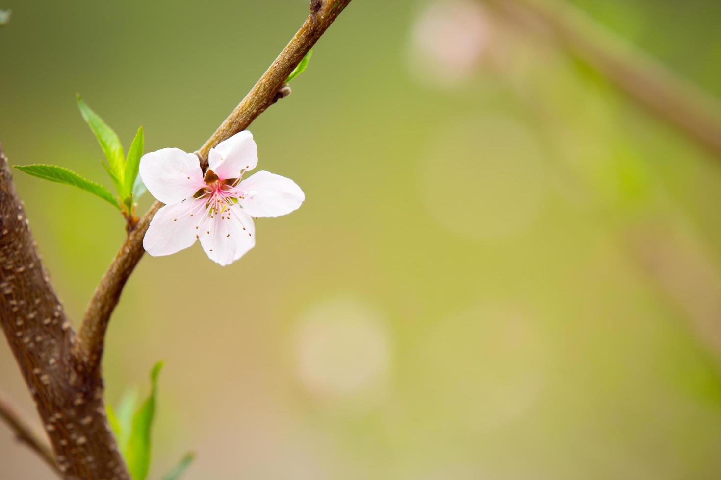 die weißen Blüten im Frühlingston. schöne Blumen in der Natur foto