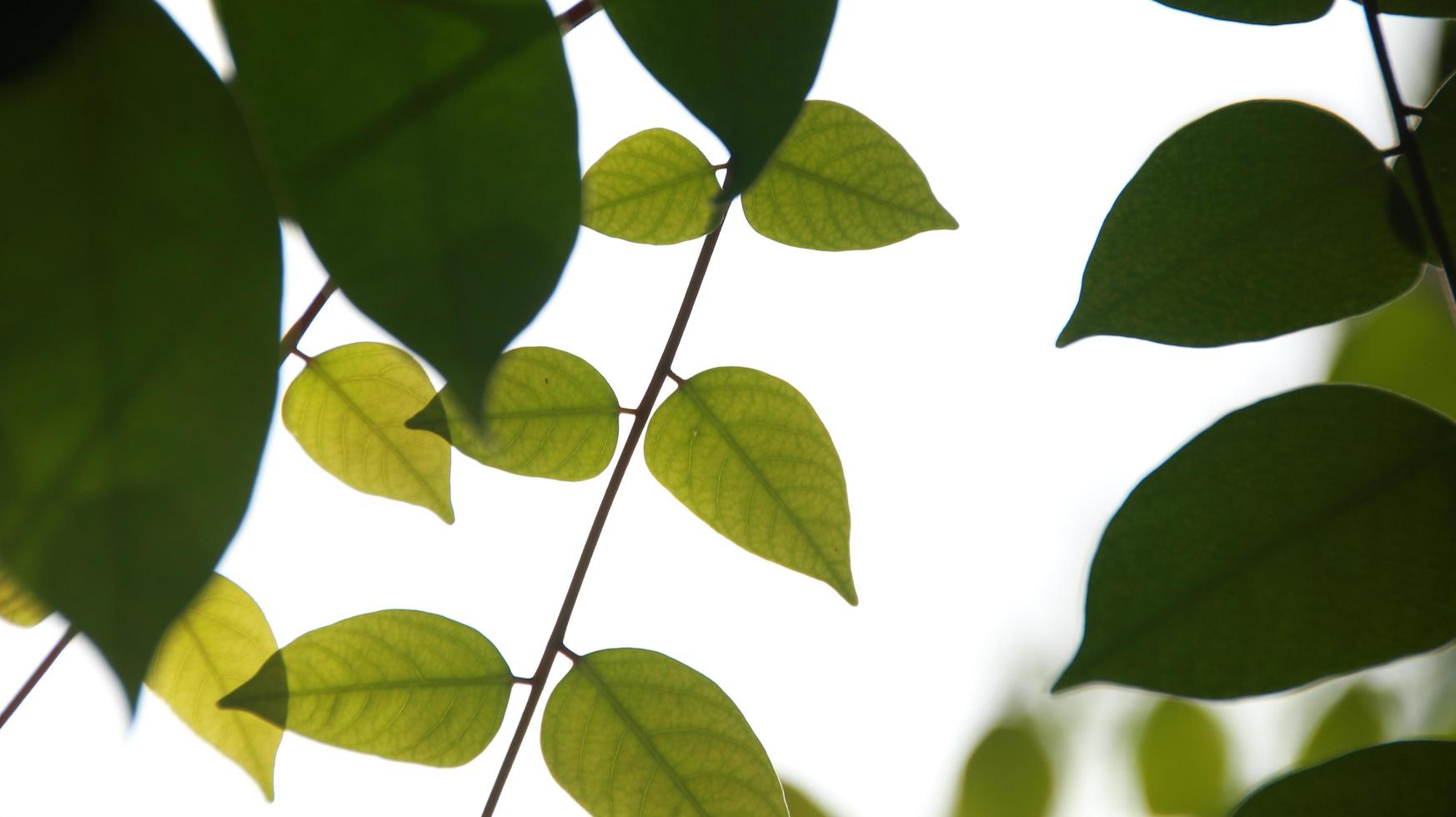 Nahaufnahme schöne Aussicht auf die Natur grüne Blätter auf verschwommenem Grün foto