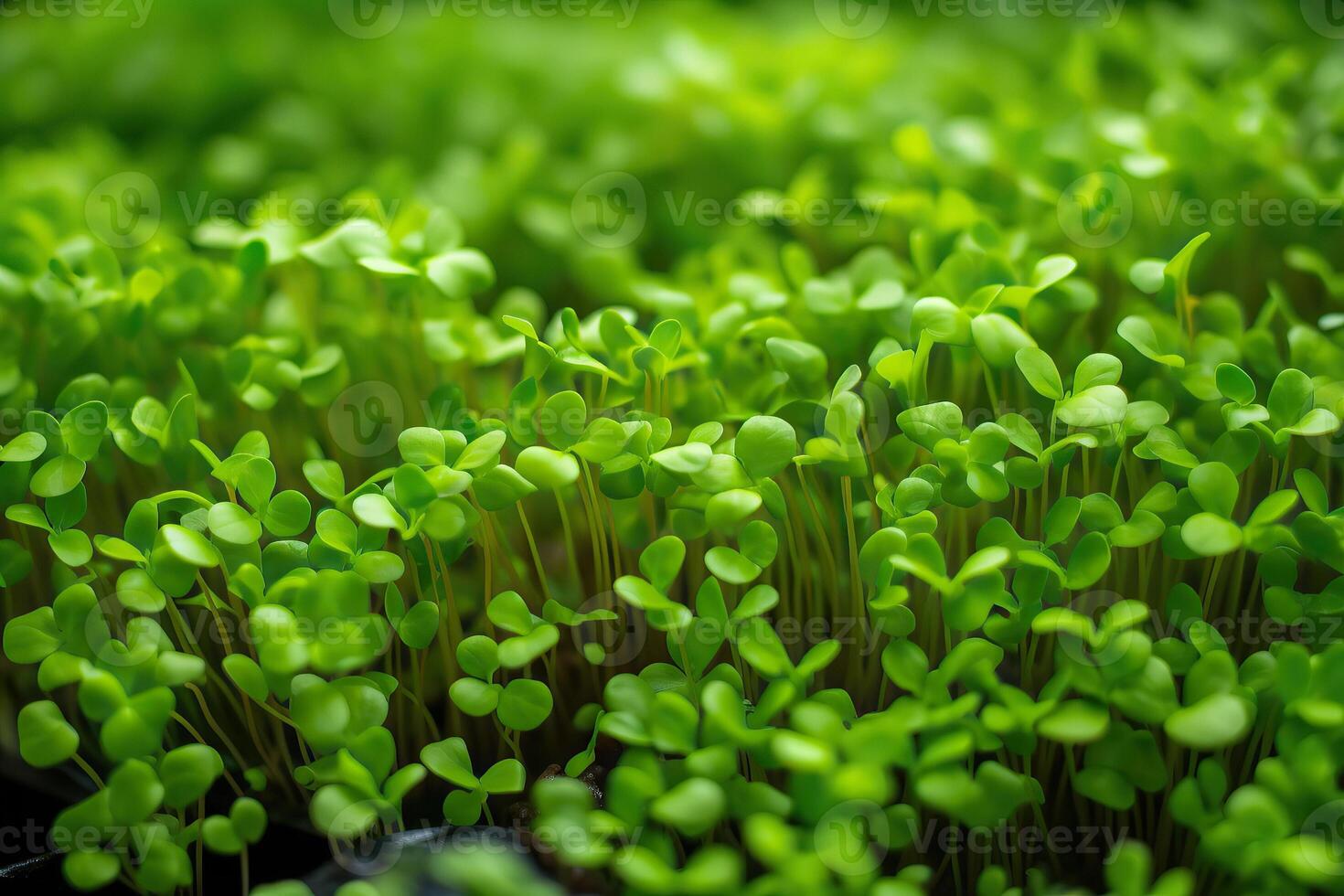 frisch spross mikrogrün Rettich Blätter. wachsend Brunnenkresse Grüner Salat Sprossen. Mikro Grüns und gesund Lebensmittel. vegan Lebensmittel. ai generativ foto