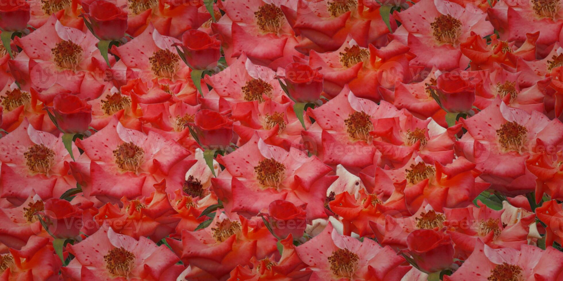 rote Rosen Hintergrund foto