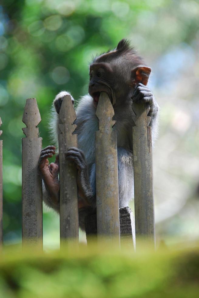 Affenwald von Ubud auf Bali foto