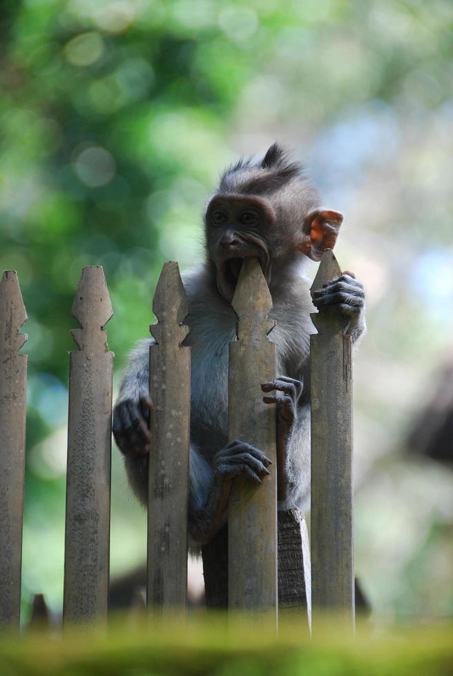 Affenwald von Ubud auf Bali foto