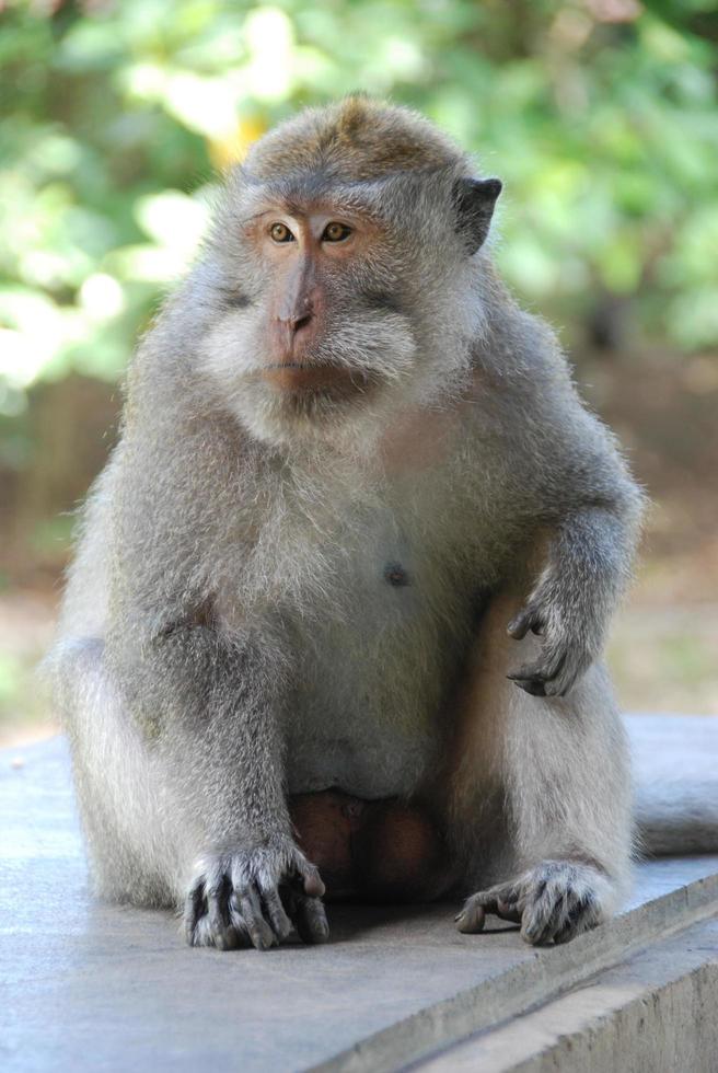 Affenwald von Ubud auf Bali foto