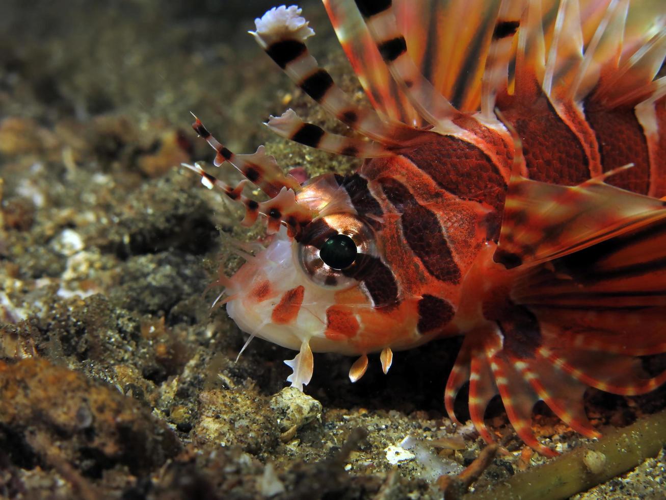 gefährlicher Rotfeuerfisch im Meer. foto