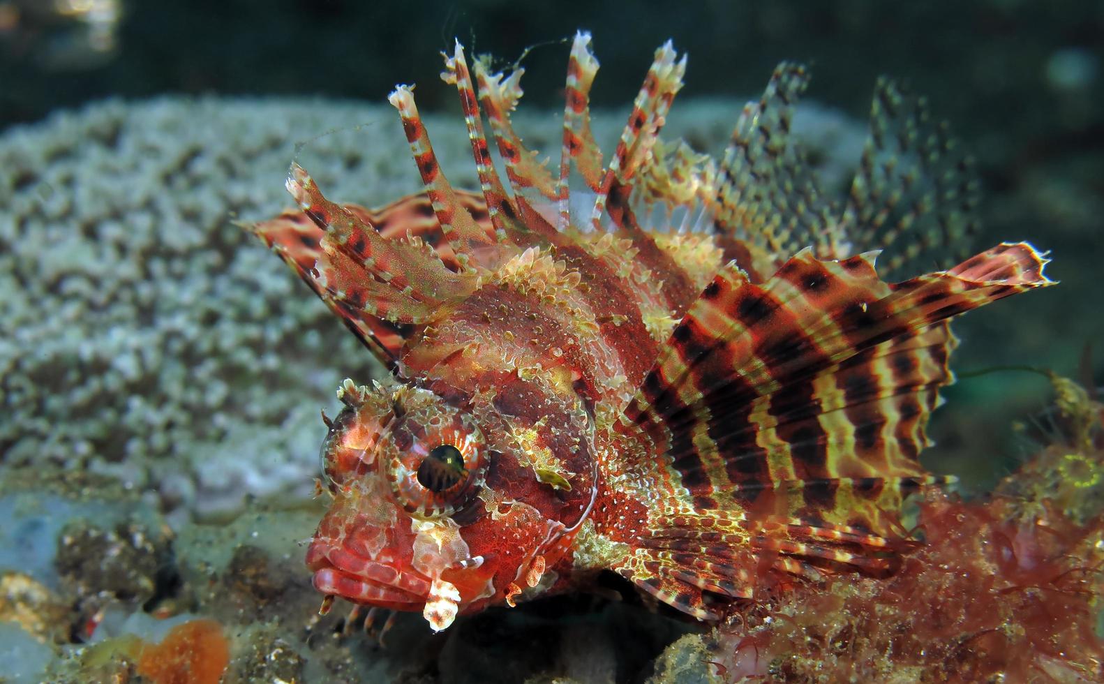 gefährlicher Rotfeuerfisch im Meer. foto