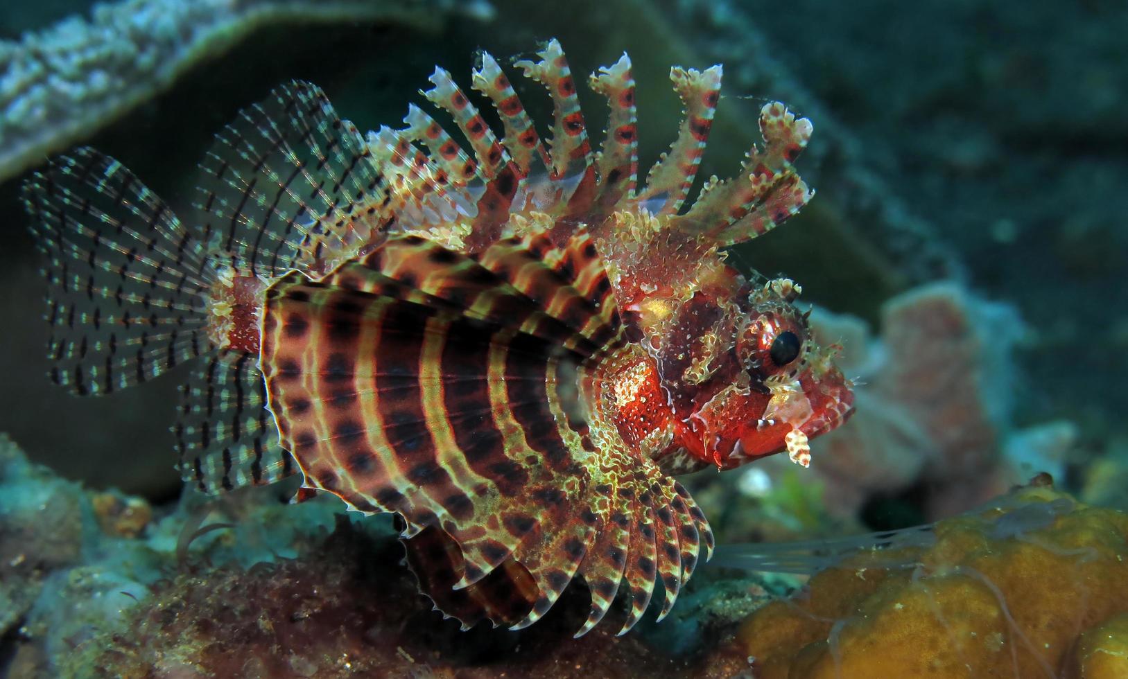 gefährlicher Rotfeuerfisch im Meer. foto