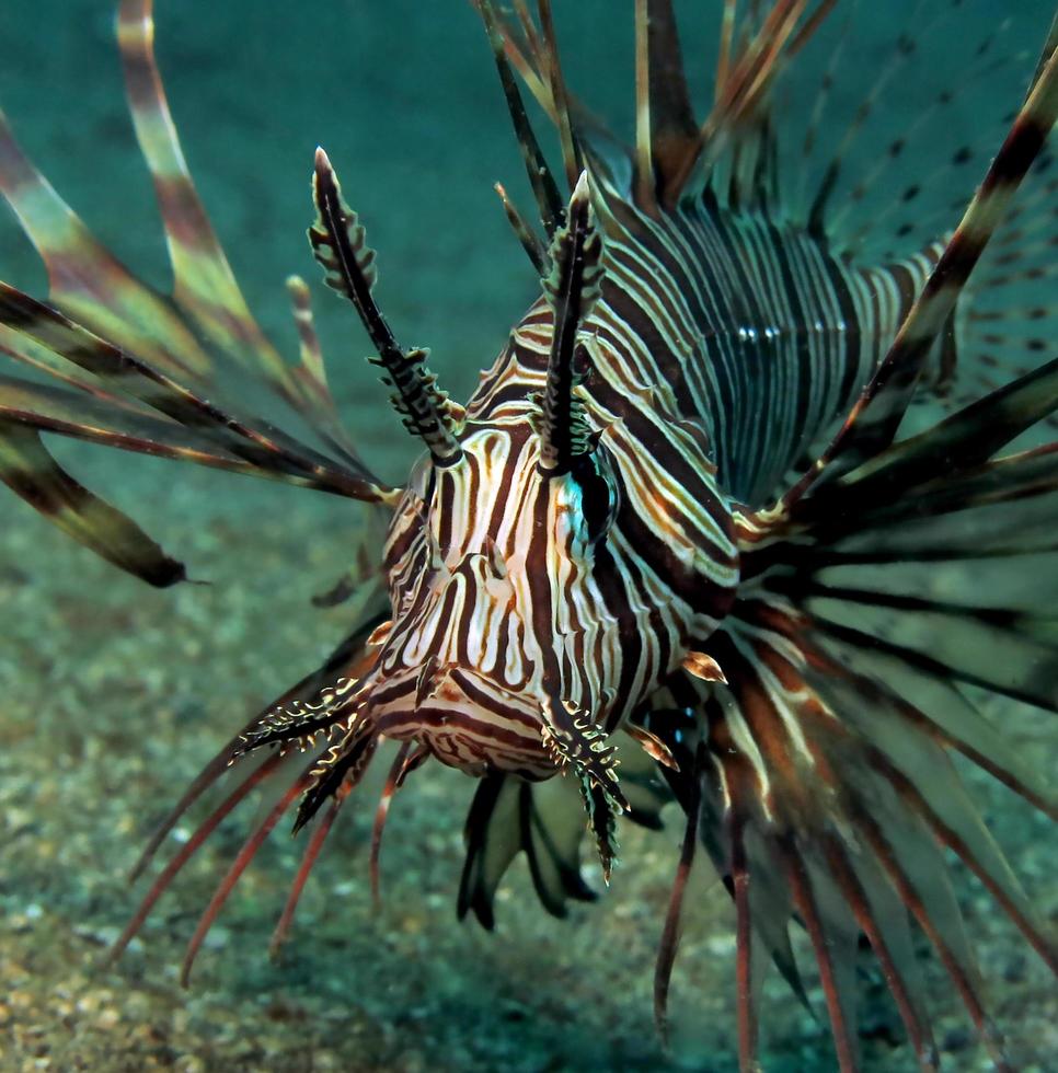 gefährlicher Rotfeuerfisch im Meer. foto