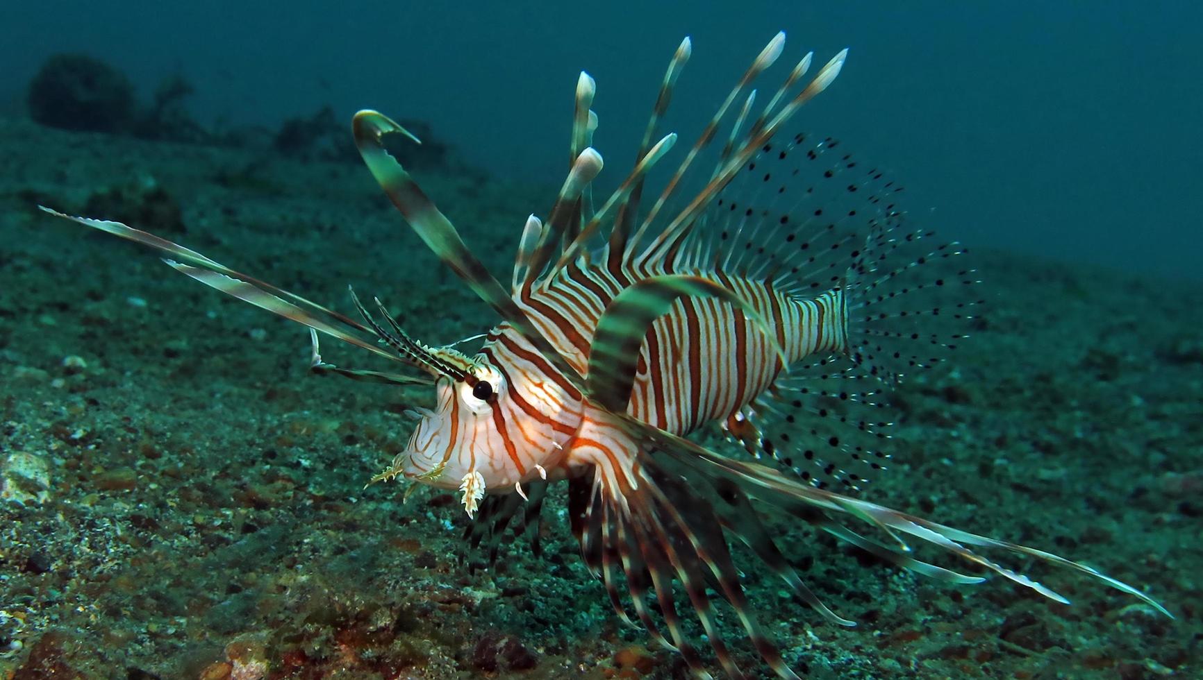 gefährlicher Rotfeuerfisch im Meer. foto