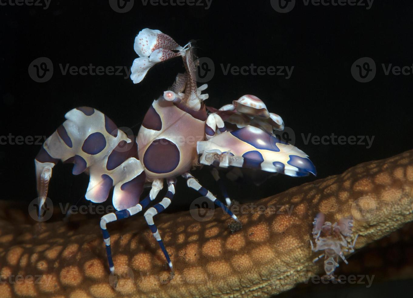 Harlekin-Garnelen auf einem Seestern. foto