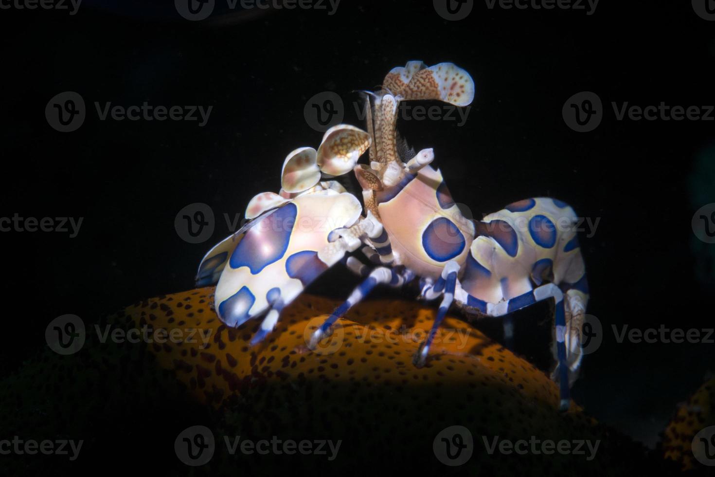 Harlekin-Garnelen auf einem Seestern. foto