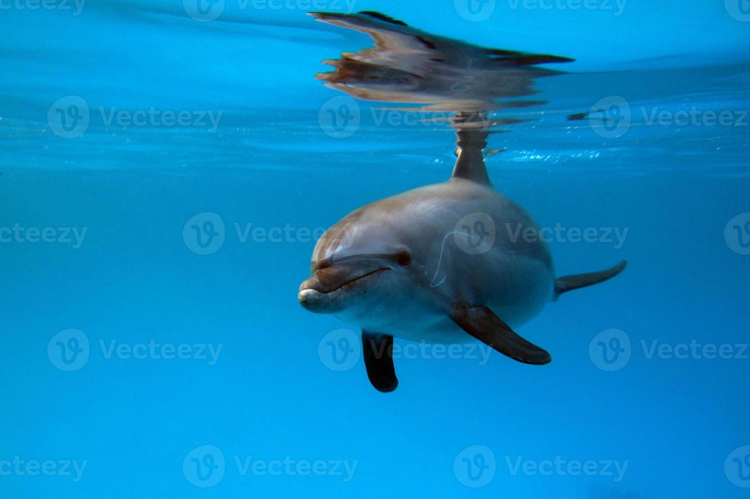 eine Gruppe von Delfinen im Roten Meer. foto