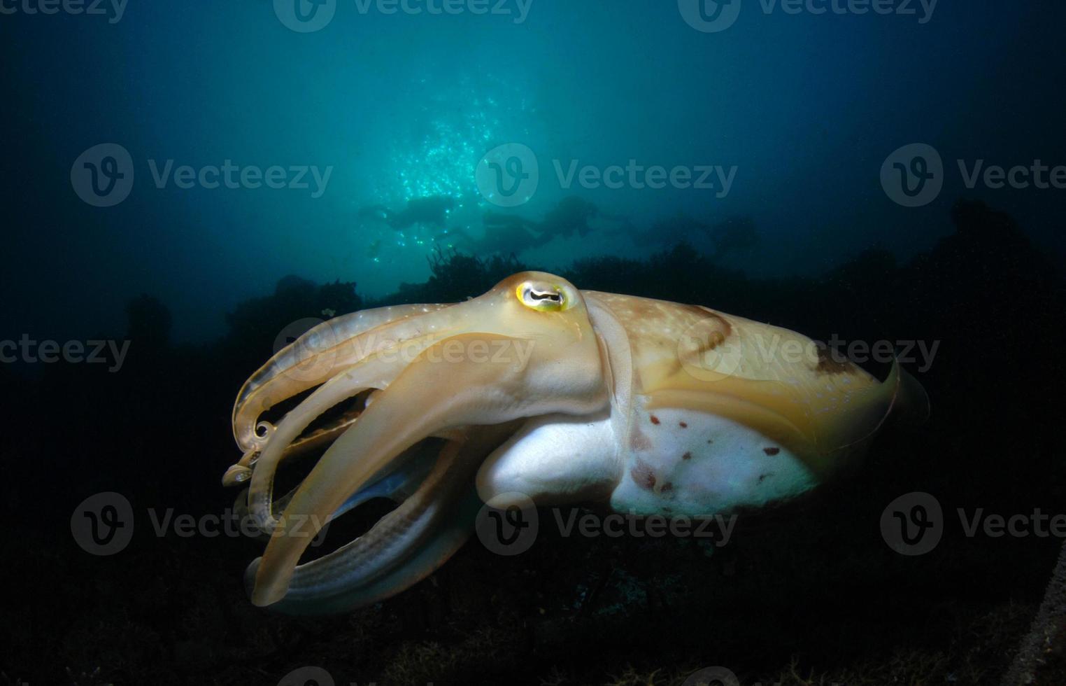 Breiter Tintenfisch. Unterwasserwelt von Komodo. foto