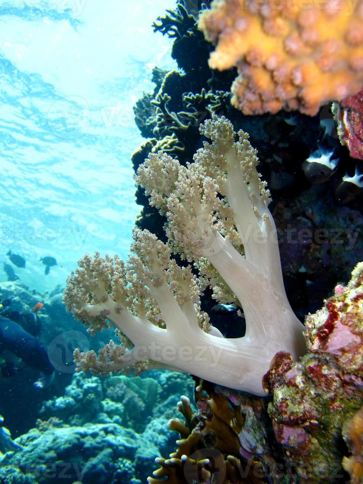 erstaunliche Unterwasserwelt des Roten Meeres foto