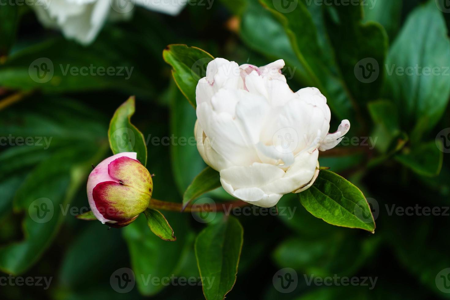 die milchweiße pfingstrose paeonia lactiflora foto