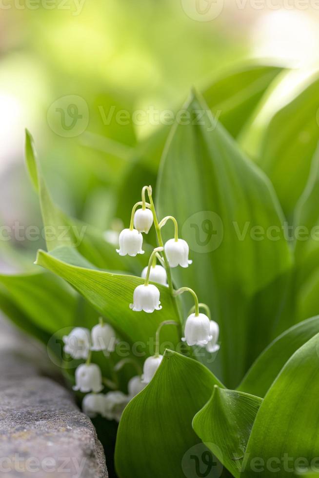 Maiglöckchen Blume im Frühlingsgarten foto