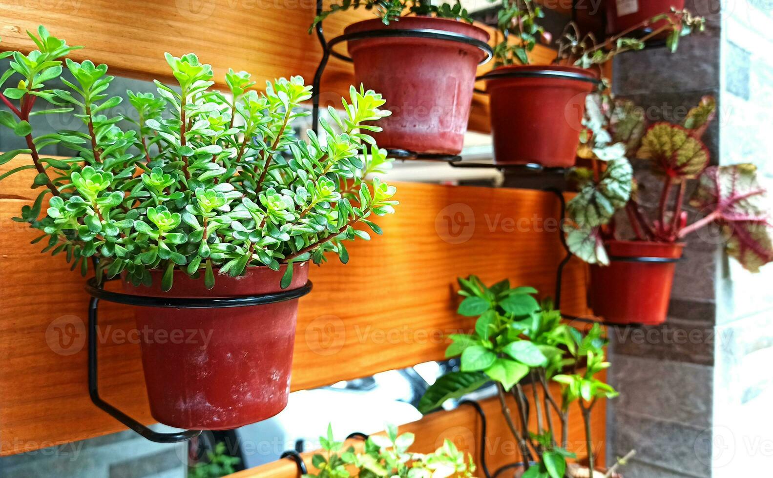 Zuhause Garten Oase hängend eingetopft Pflanzen auf rustikal hölzern Hintergrund foto