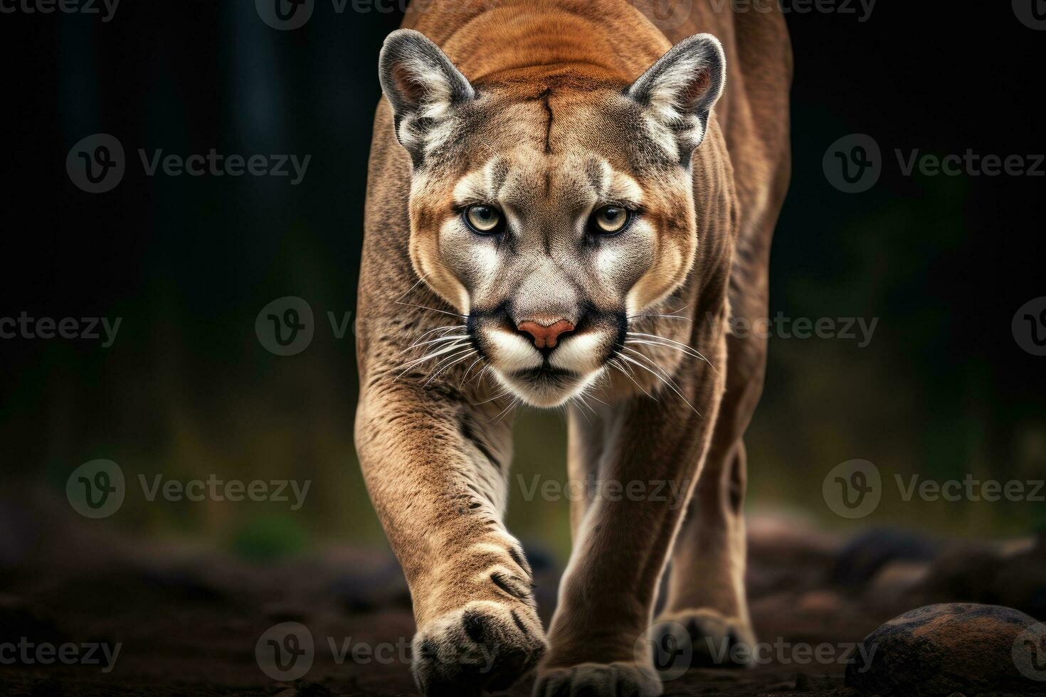 Porträt von amerikanisch Puma oder Berg Löwe. ai generativ foto