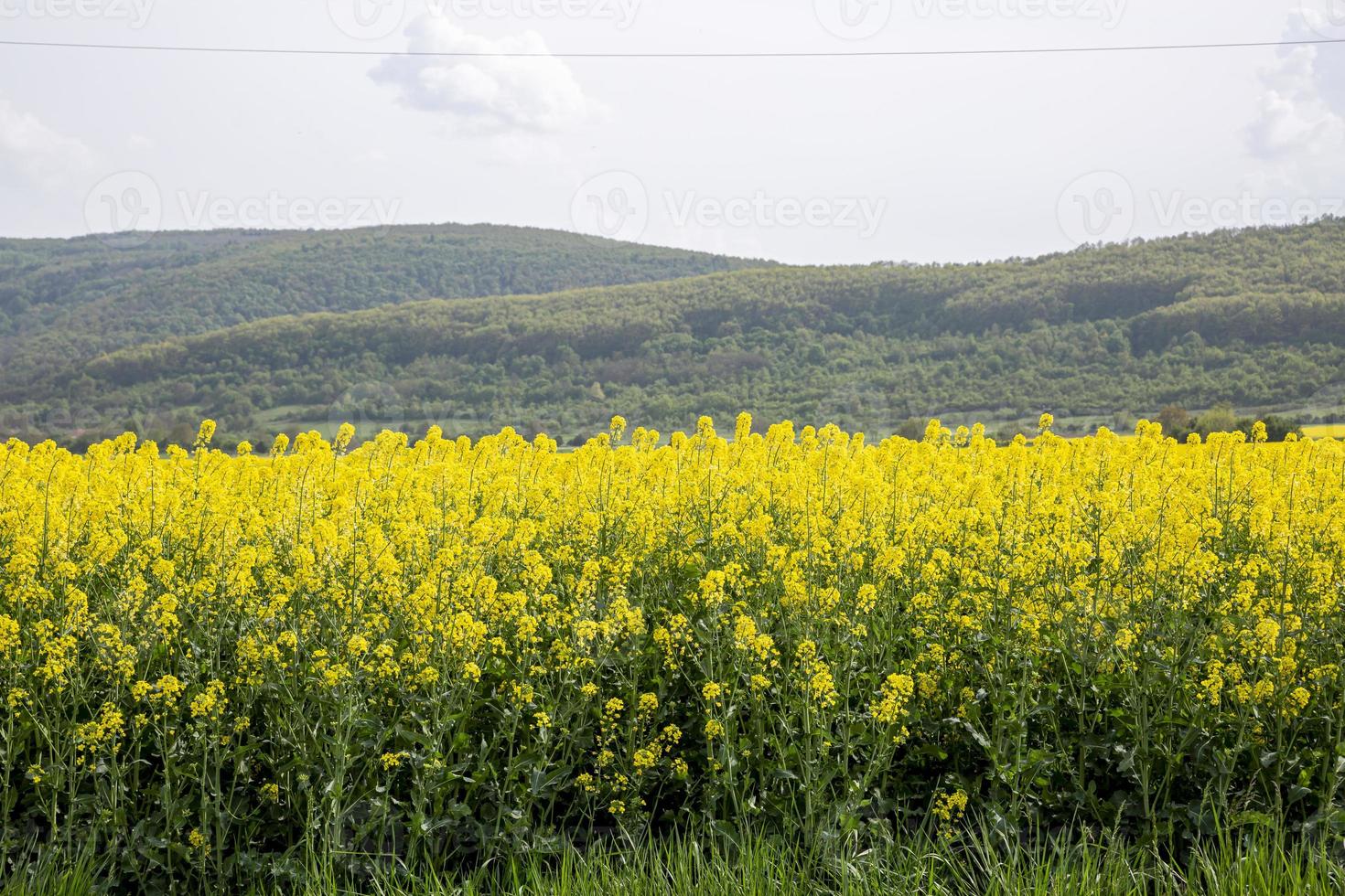 Gelber Feldraps blüht in Bulgarien foto