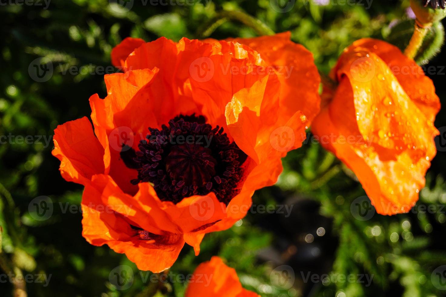 Blätter und Pollen der Mohnblume foto