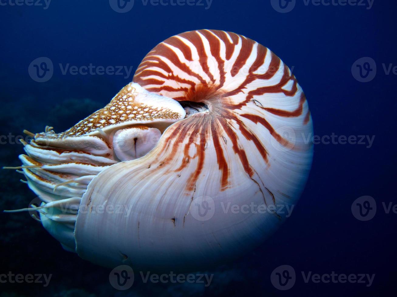 nautilus im offenen meer in palau foto