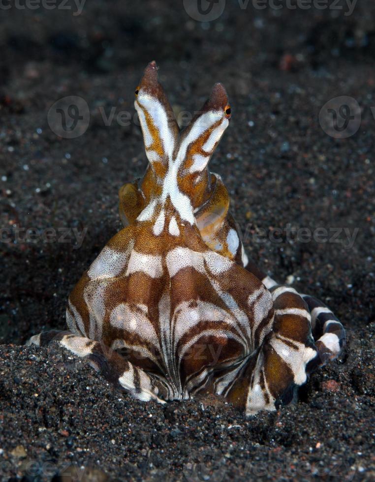 Wonderpus Oktopus auf dem Meeresboden. foto