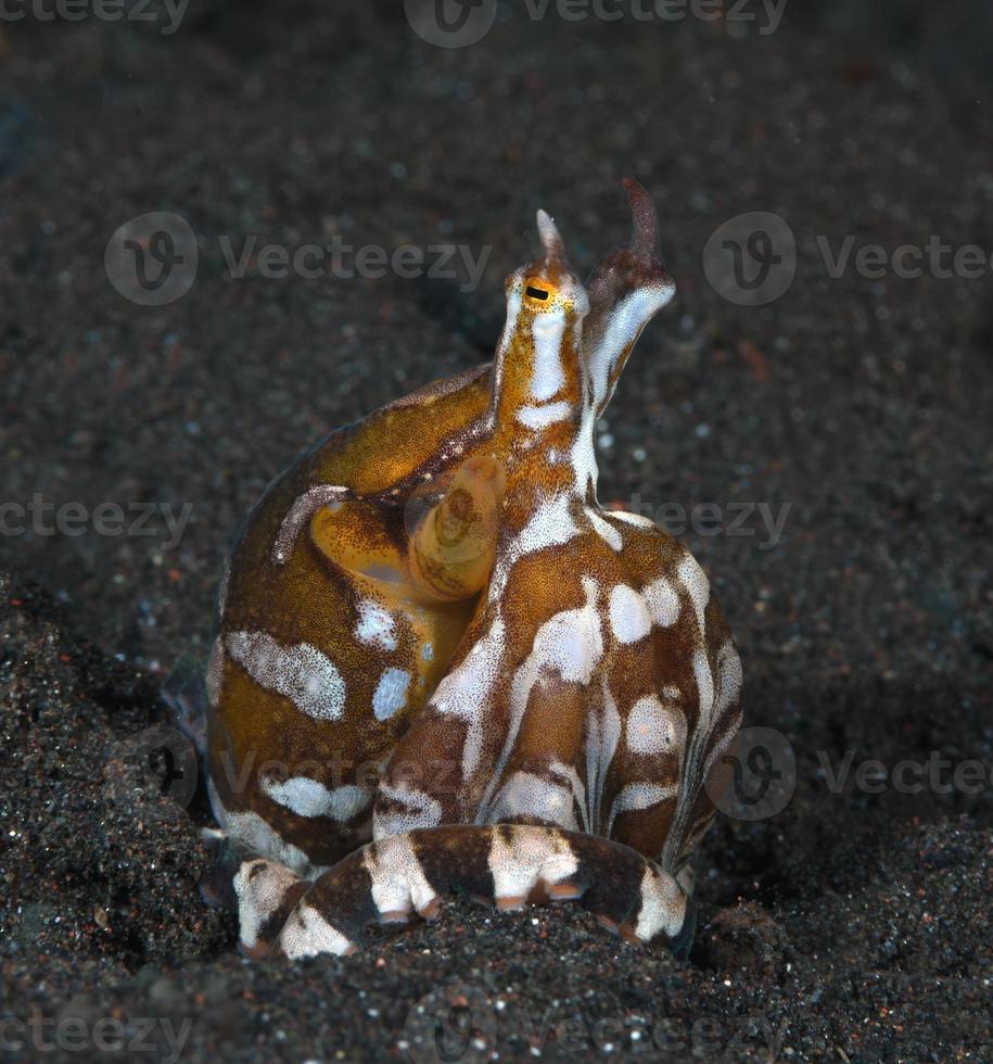 Wonderpus Oktopus auf dem Meeresboden. foto