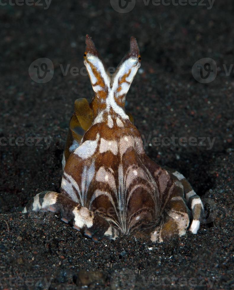 Wonderpus Oktopus auf dem Meeresboden. foto