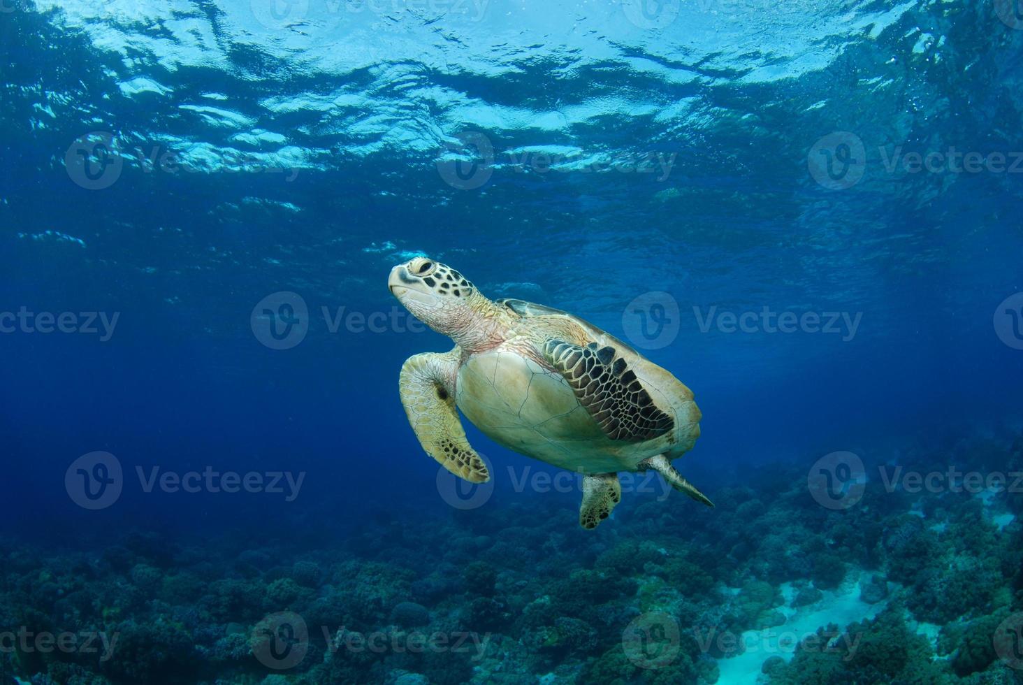 grüne Meeresschildkröte in der Nähe der Insel Apo. foto