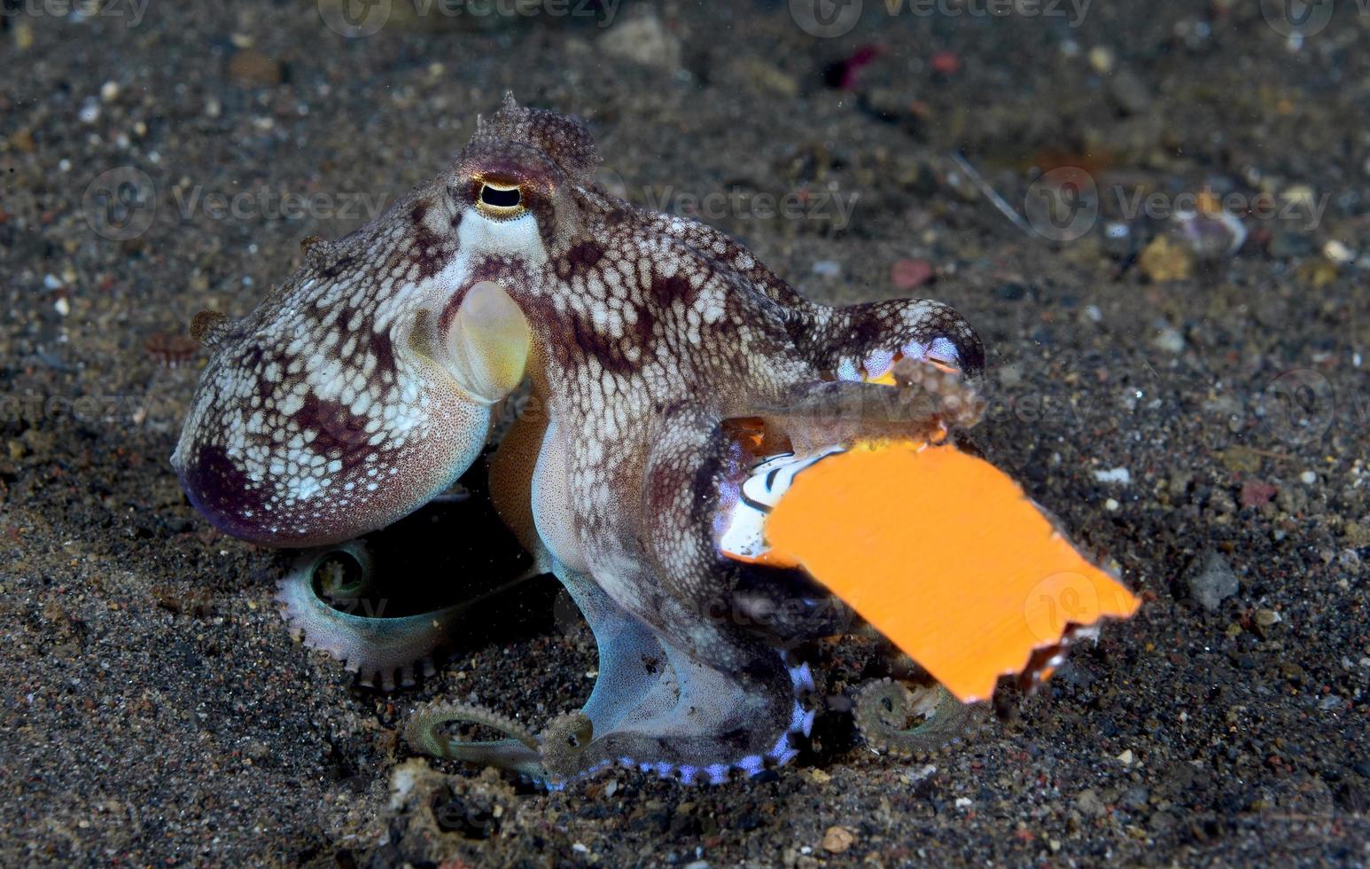 Kokosnuss-Tintenfisch auf dem Meeresboden in der Nacht. foto