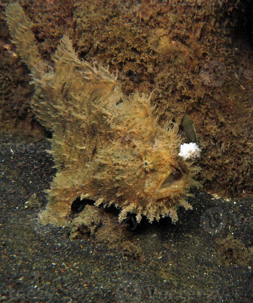 borstige oder zottelige Anglerfische, die sich im Müll verstecken. foto