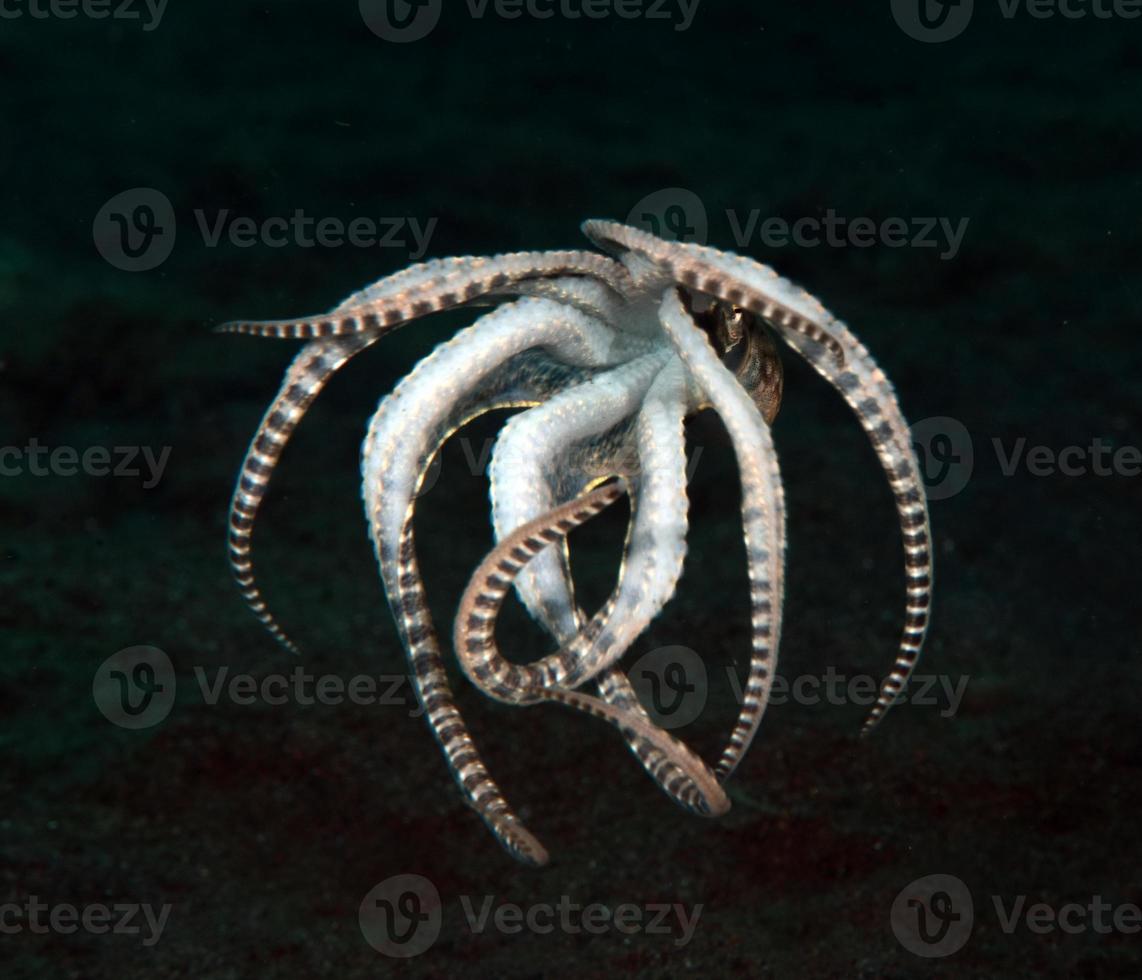 ein seltener mimischer Oktopus in der bali-see. foto