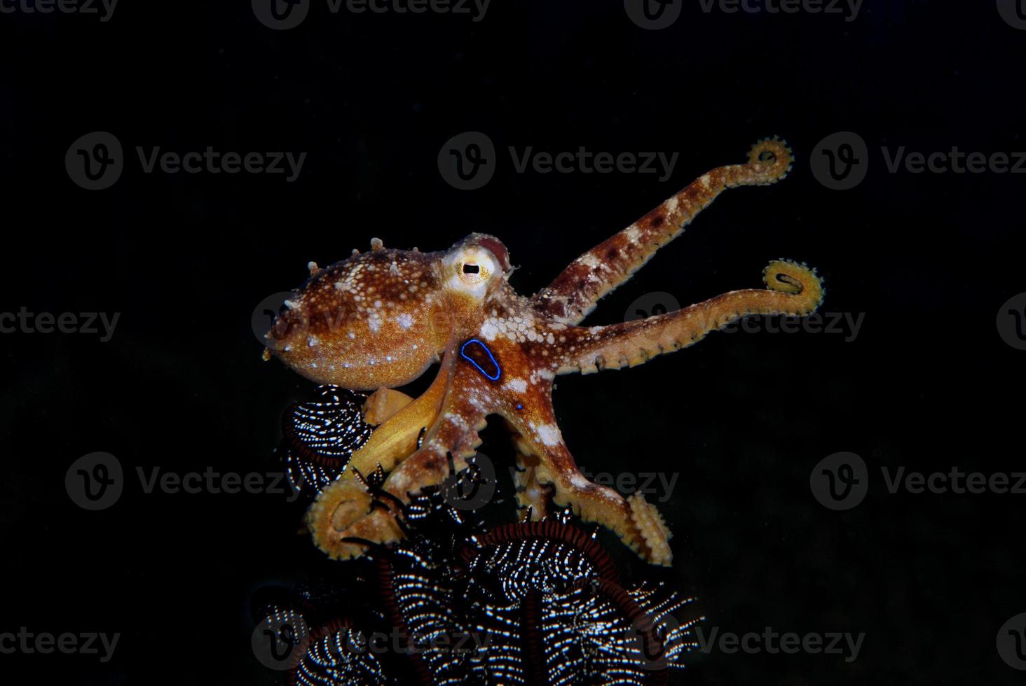 ein seltener Octopus Mototi in der Balisee. foto