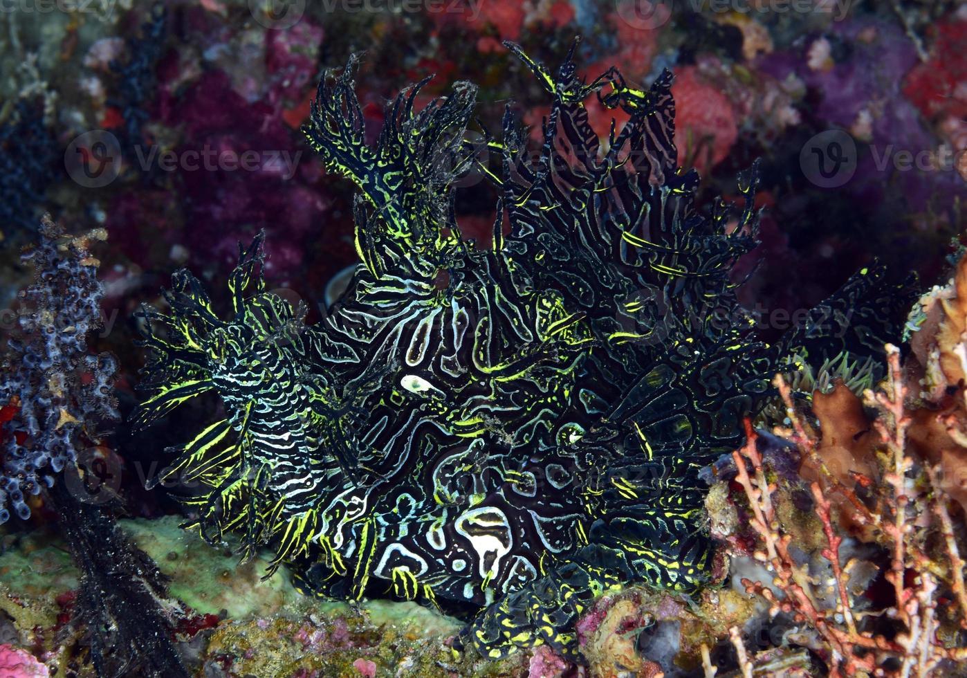 ein seltener Spitzen-Drachenkopf, der sich in einem Korallenriff versteckt. foto