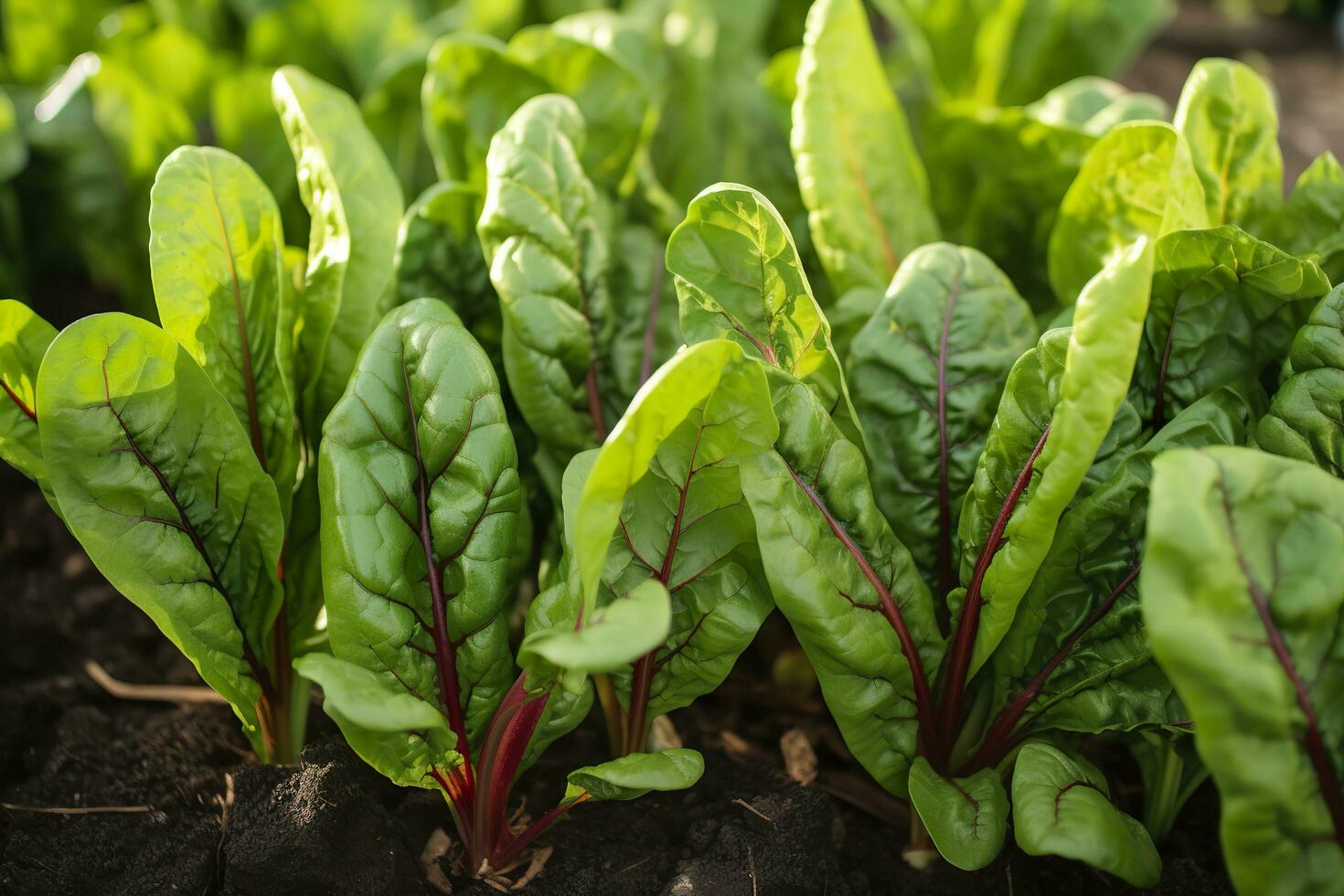 Mangold wachsend im ein städtisch Garten. Garten Zuckerrüben und Salat Blätter schließen hoch. generativ ai foto