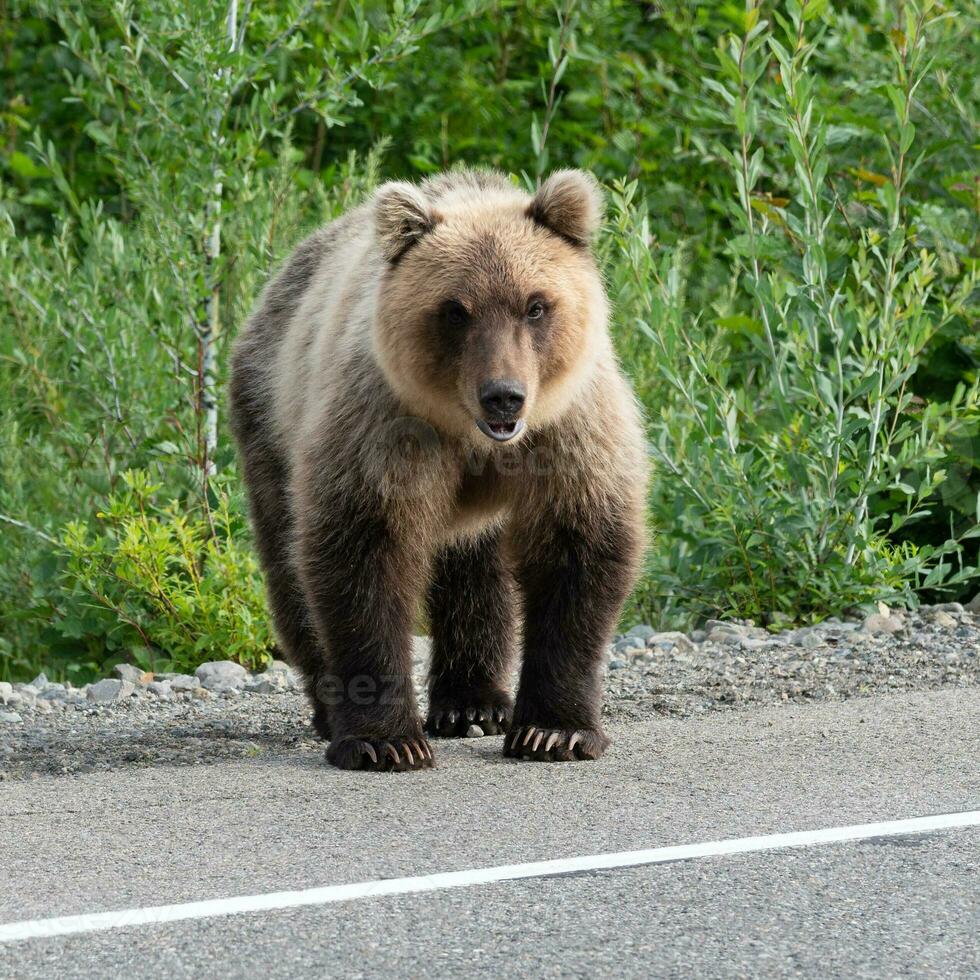 hungrig braun Bär ursus Arctos Piscator Stehen auf Straßenrand von Asphalt Straße foto