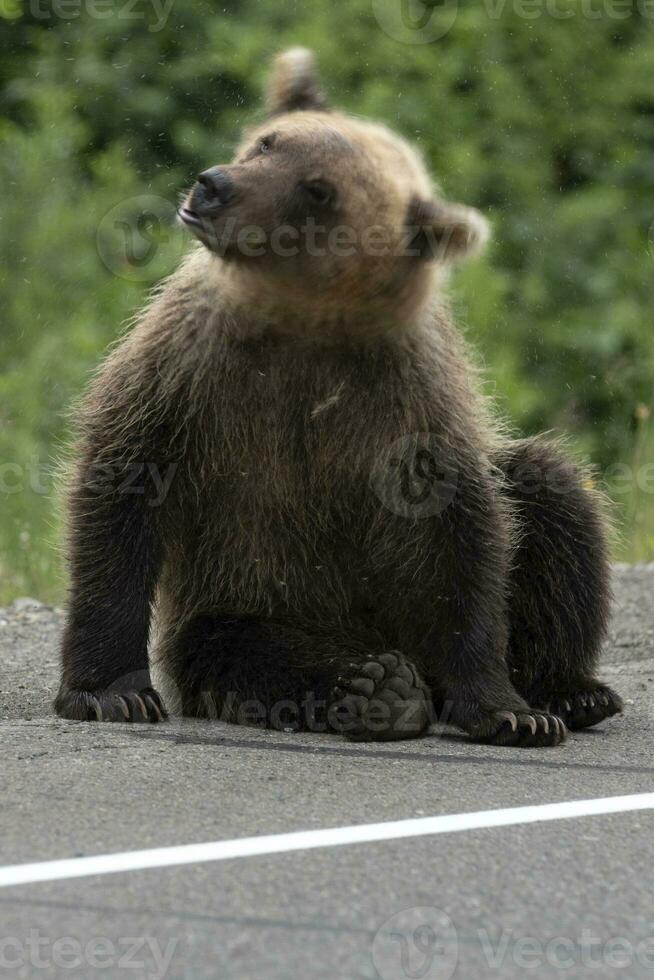 jung braun Bär winken es ist Kopf Angst Mücken. verwischen, wild Tier im Bewegung foto