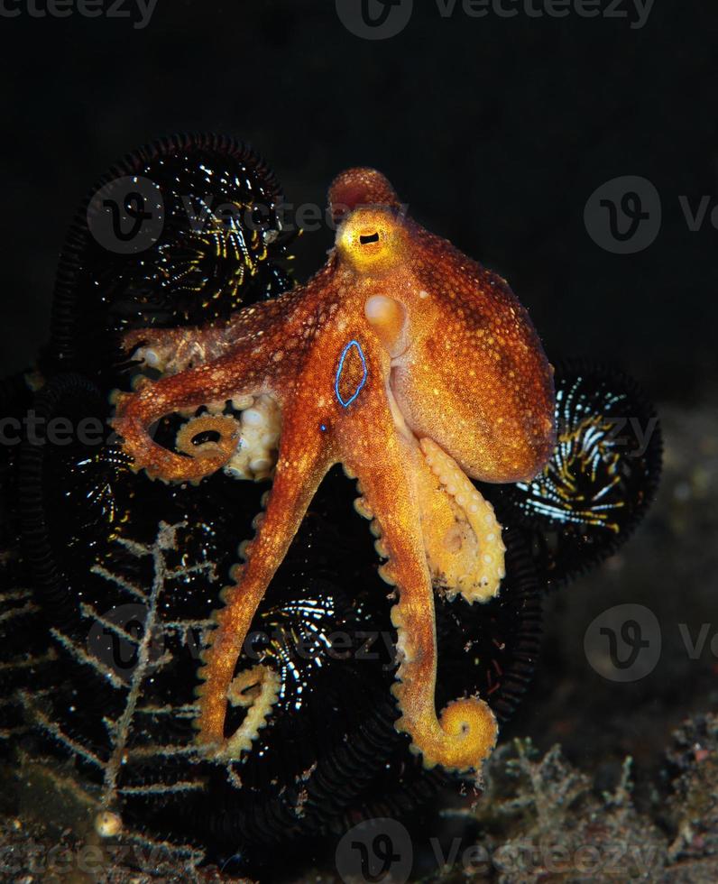 ein seltener Octopus Mototi in der Balisee. foto