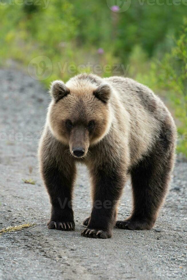 in voller Länge Porträt von furchtbar hungrig Kamtschatka braun Bär suchen beim Kamera foto