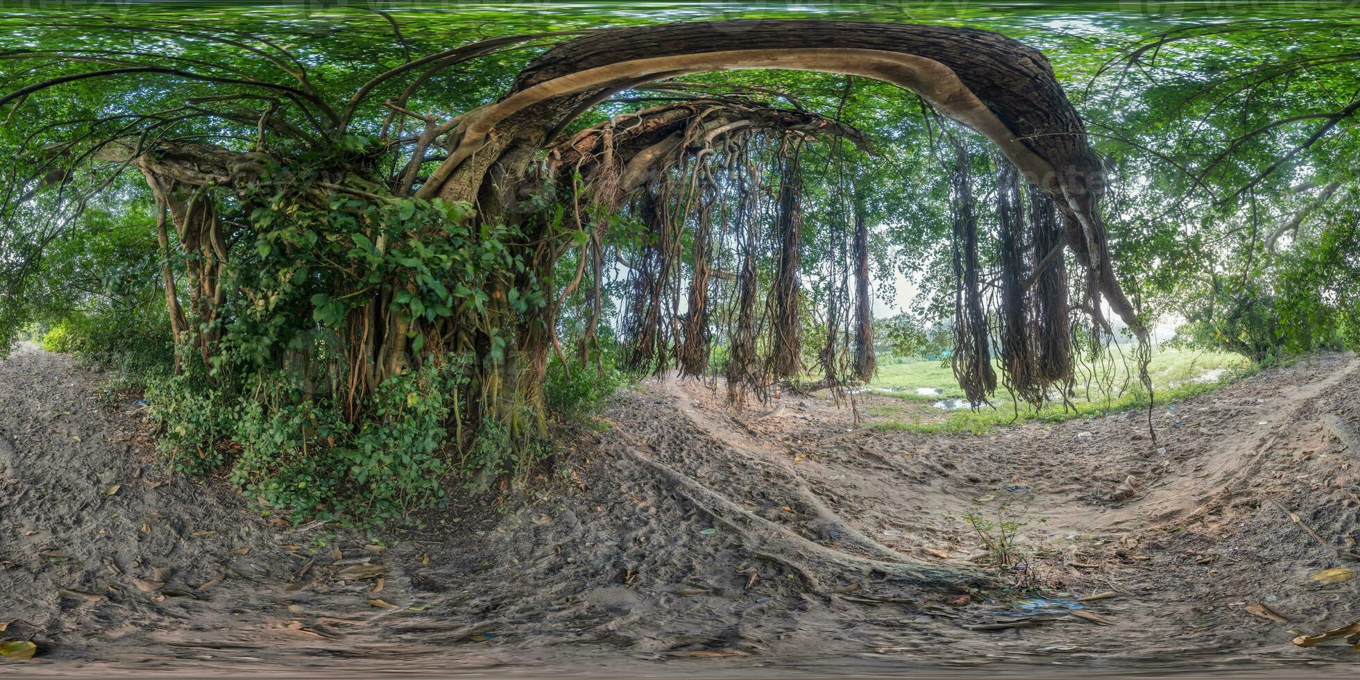 voll nahtlos kugelförmig hdr 360 Panorama unter ein tropisch Banyan Baum im ein indisch Dorf im gleichwinklig Projektion, bereit zum vr ar virtuell Wirklichkeit foto