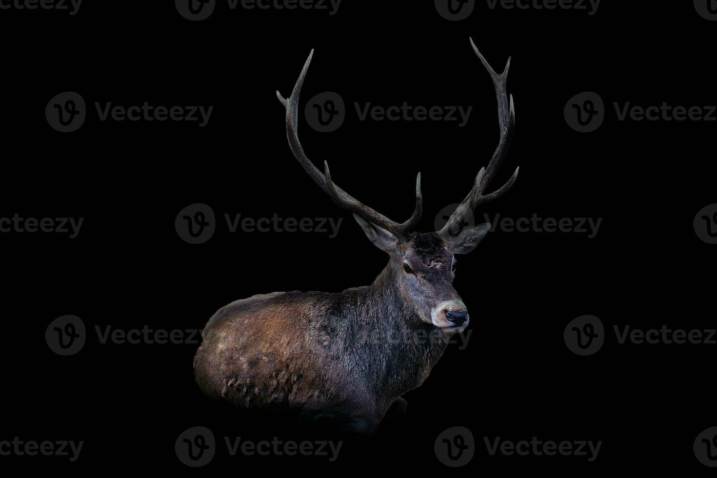 rot Hirsch auf ein schwarz Hintergrund. Erwachsene männlich rot Hirsch Hirsch oder Hart suchen in das rahmen, isoliert auf Studio Hintergrund zum Design. Gebärmutterhals elaphus das größten Hirsch Spezies foto