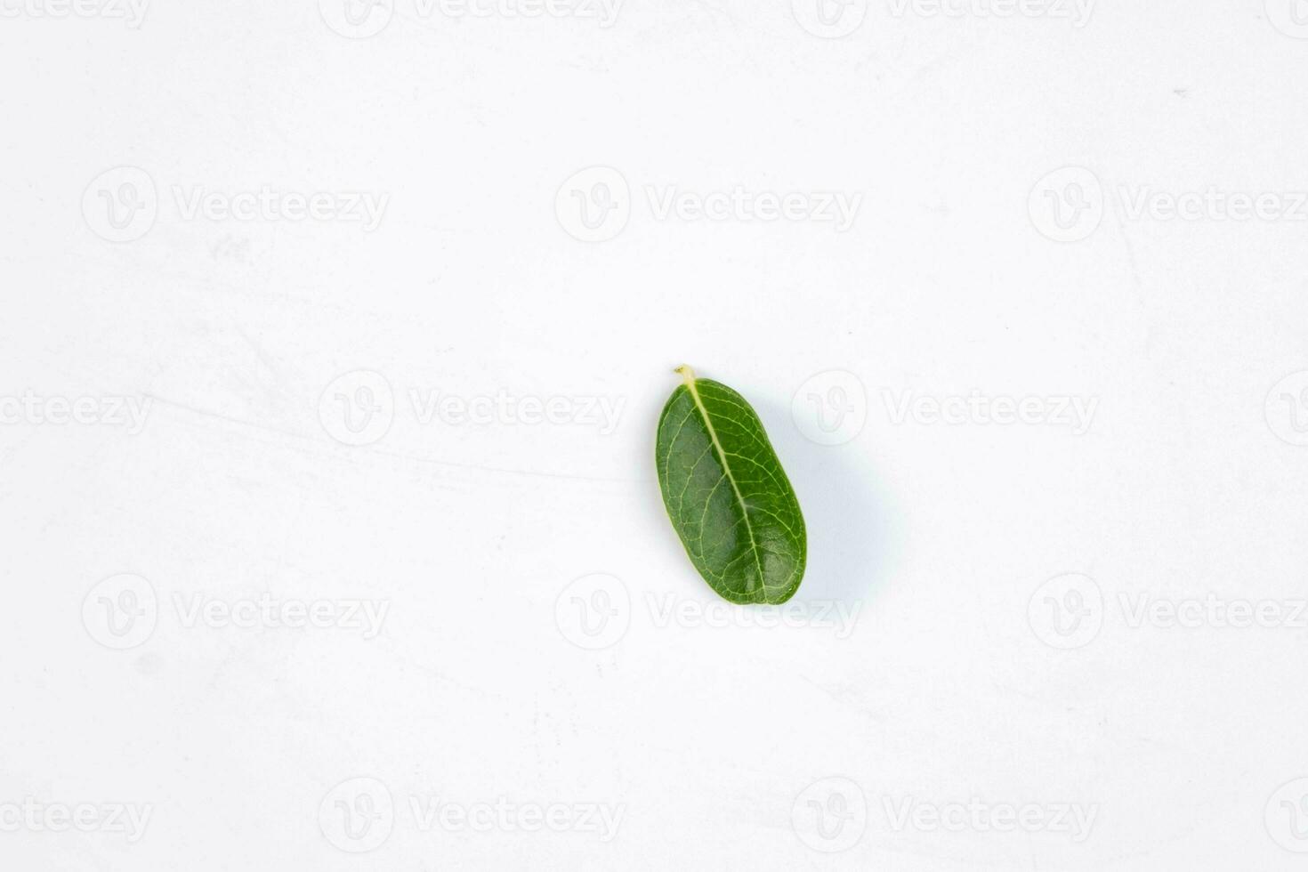 einer Grün Blatt von ein tropisch Baum isoliert auf Weiß Hintergrund. foto