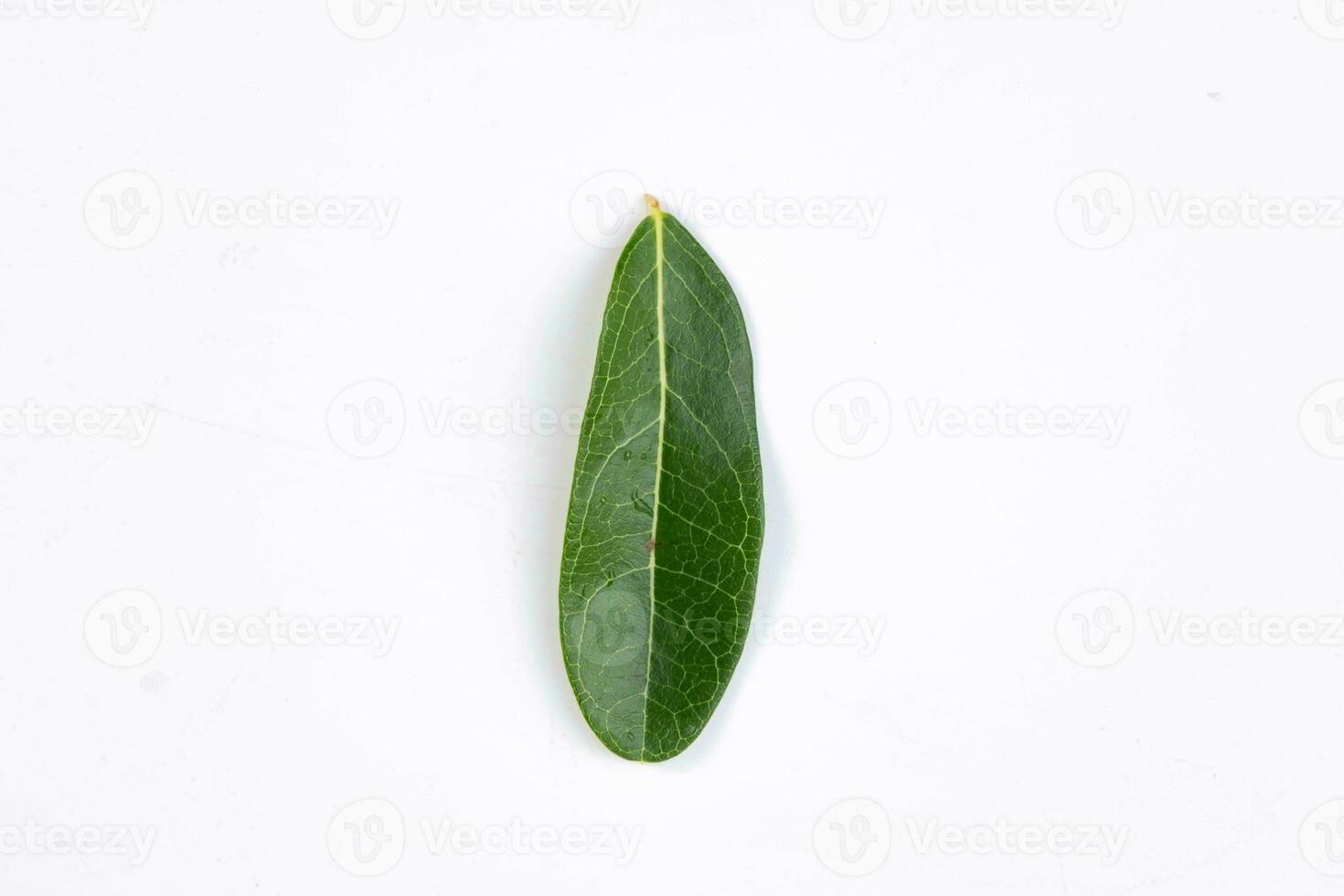 einer Grün Blatt von ein tropisch Baum isoliert auf Weiß Hintergrund. foto