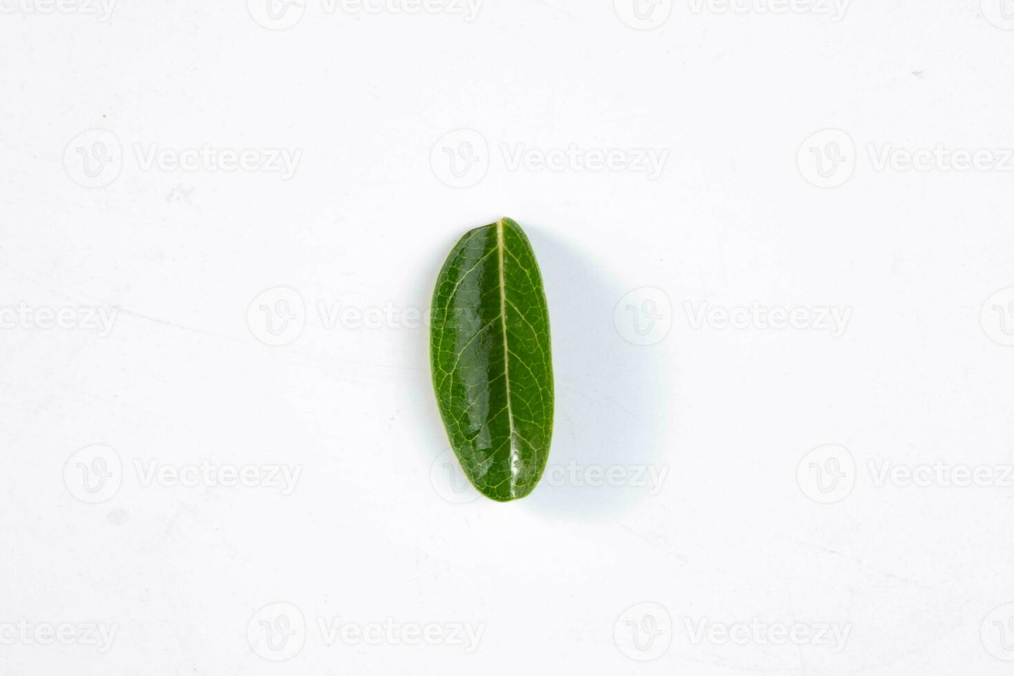 einer Grün Blatt von ein tropisch Baum isoliert auf Weiß Hintergrund. foto