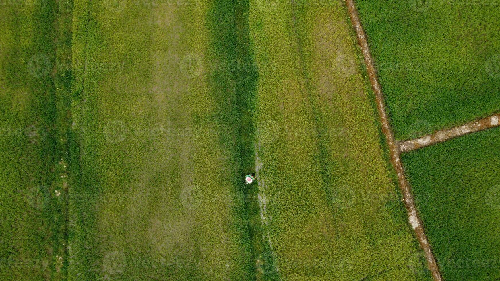 Antenne Aussicht von Farmer Sprühen Grün Reis Pflanzen mit Dünger. asiatisch Farmer Sprühen Pestizide im Reis Felder. landwirtschaftlich Landschaft foto