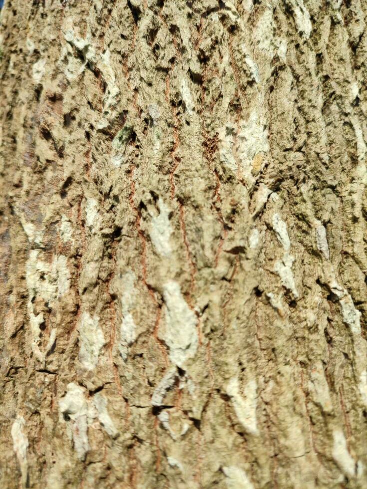 Texturen, Muster, und Venen von Baum Stämme foto
