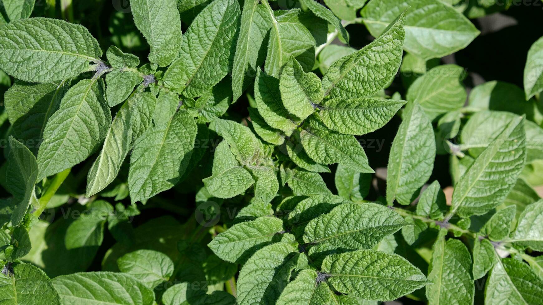 Grün frisch Blätter von Kartoffel - - Solanum Tuberosum - - auf Gebüsch im das Feld, oben Sicht. Hintergrund von ein Menge von Kartoffeln Blätter. foto