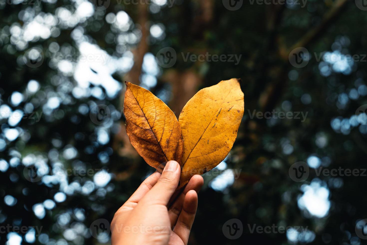 Herbstlaub das erste Gelb im Garten foto